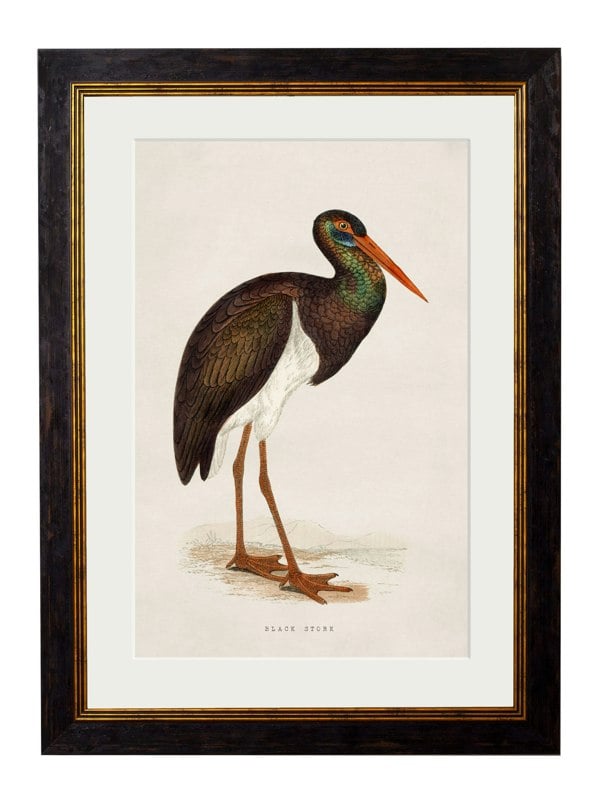 Exceptional Art c.1850's British Wading Birds
