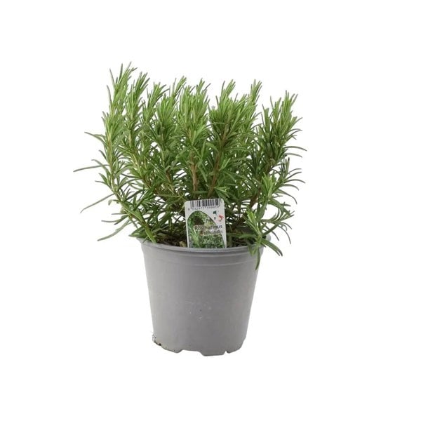 Rosemary Officinalis 1L