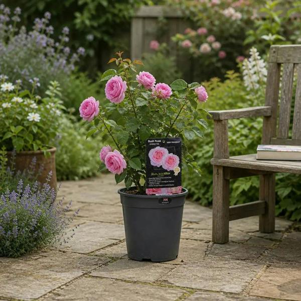 3L Mum In A Million Pink Rose Bush - Beautiful Flowering Plant Gift