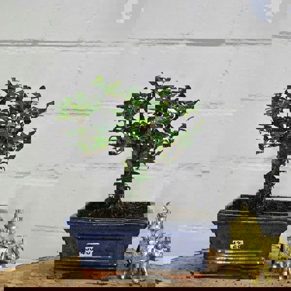 Yorkshire Bonsai Fukien Tea Tree (Carmona Retusa) Bonsai Tree | Broom | In 15cm Pot