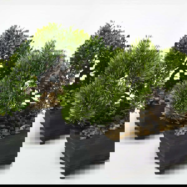 HOMESCAPES Set of 2 Artificial Bonsai Trees in Decorative Pots, 15 cm Tall