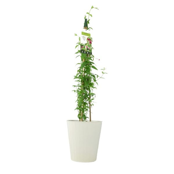 Jasminum Officinale – 3 L Pot – Fragrant White cluster Climbing Jasmine (Copy) plants by post