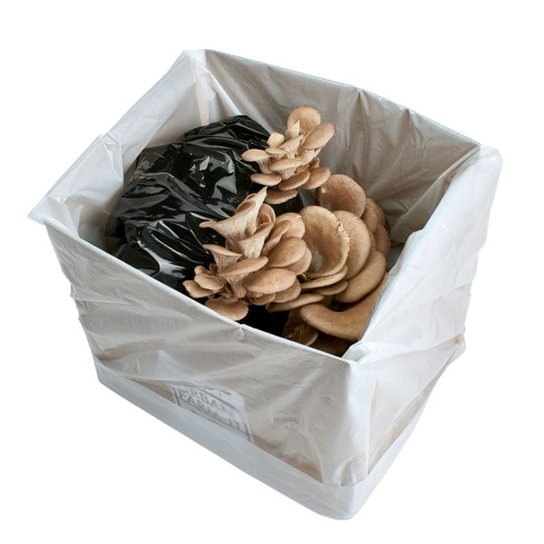 Urban Farm-It Blue-Grey Oyster Mushroom Growing Kit