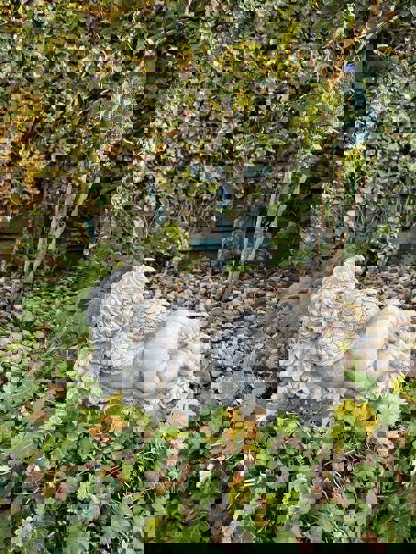 Vintage Cherub Statue Laying on a Grape