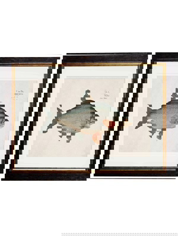 Exceptional Art c.1785 Fresh Water Fish