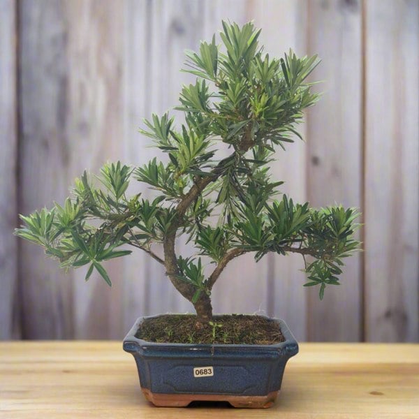 Buddhist Pine (Podocarpus Micro) Bonsai Tree | Shaped Style | Height 35-45cm | In 20cm Pot