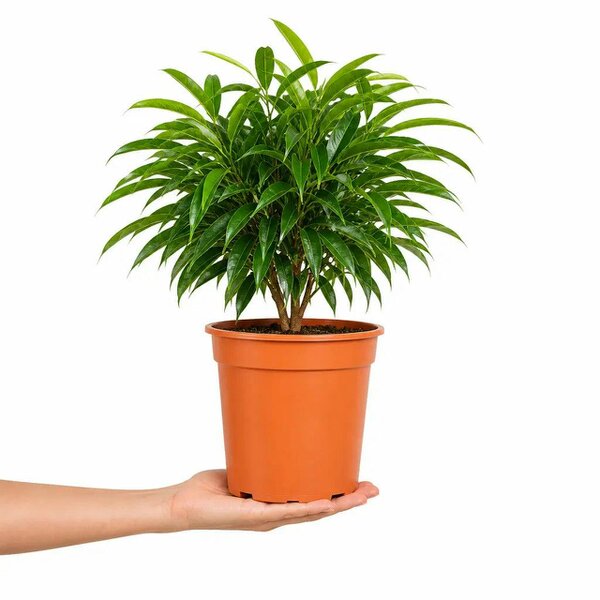 Ficus Binnendijks Narrow Leaf Fig 21cm Pot – Large Indoor Houseplant - Nursery Pot