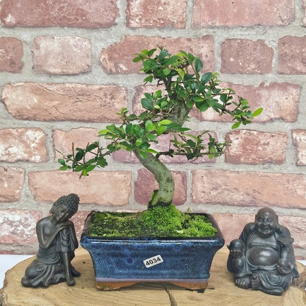 Yorkshire Bonsai Chinese Elm (Ulmus Parvifolia) Bonsai Tree | Shaped | In 15cm Pot