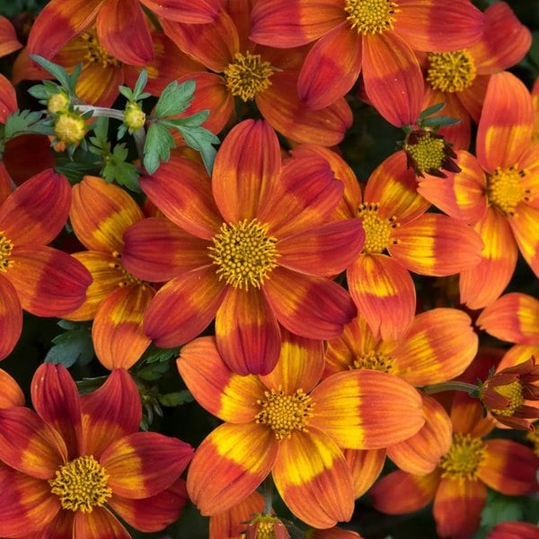 Bidens Bee Happy Red