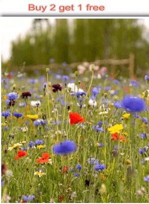 wild flower buy seeds