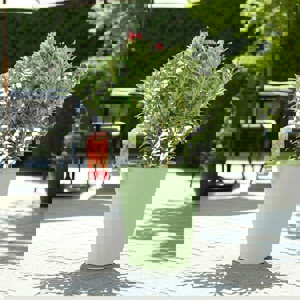 Pieris ‘Flaming Silver’ – Evergreen Shrub in 5L Pot, Colourful Foliage & Spring Flowers Plants By Post