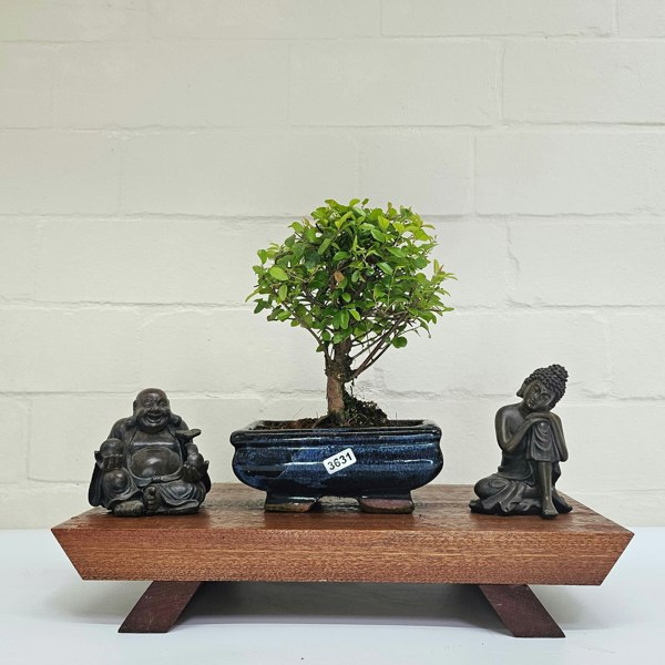 Yorkshire Bonsai Bird Plum (Sageretia) Bonsai Tree | Broom | In 15cm Pot