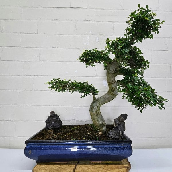 Yorkshire Bonsai Large Chinese Elm (Ulmus Parvifolia) Bonsai Tree | Shaped | In 40cm Pot