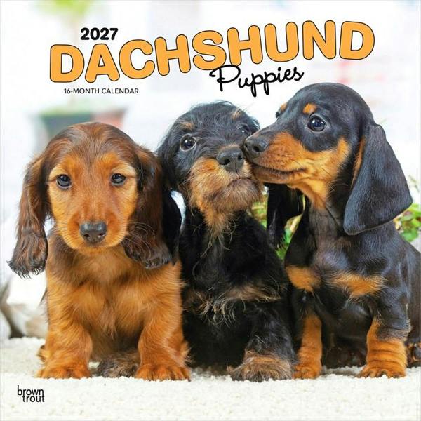 Dachshund Puppies Calendar 2027, Wall Calendars, Month To View, Dogs, Gift