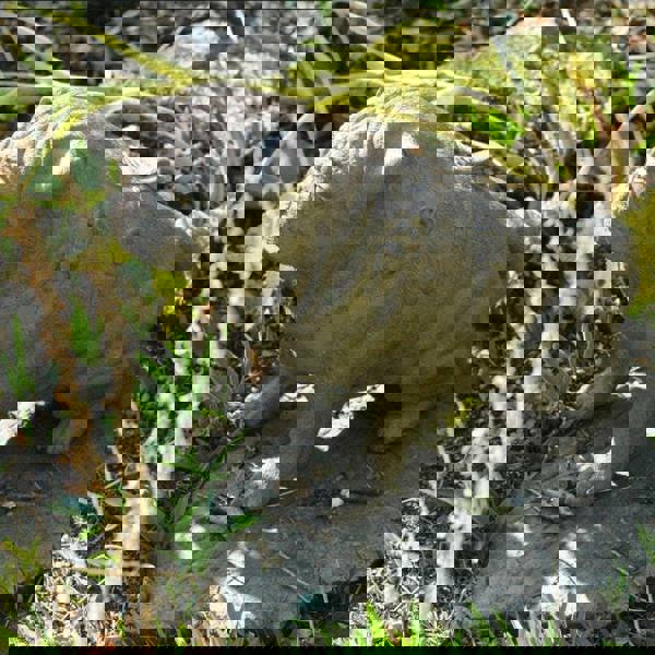 Full Size Pug Cold cast Bronze dog Statue