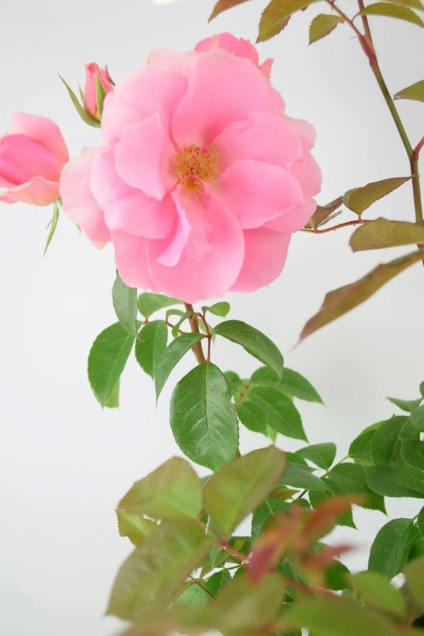 Rose You're Beautiful Bush 