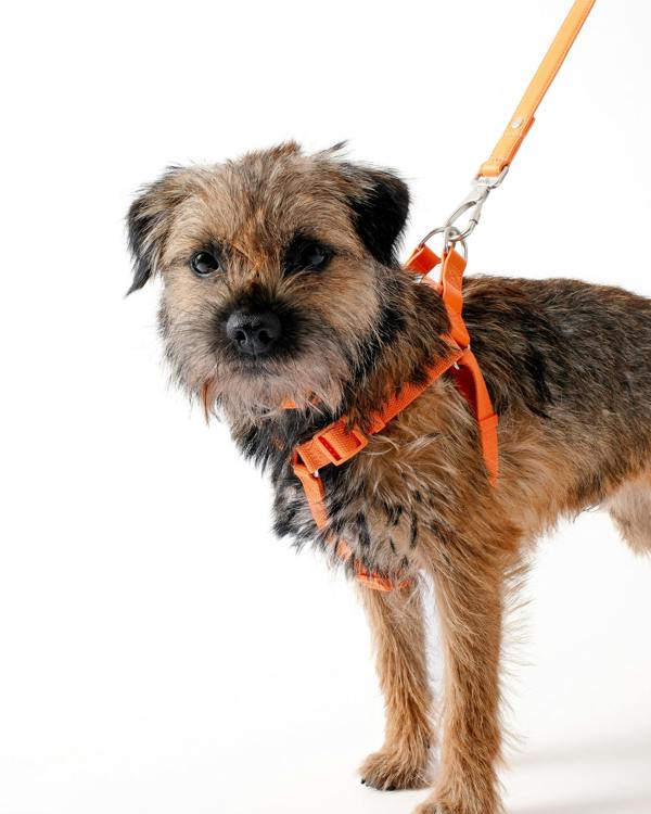 Barc London Mandarin Orange Dog Harness
