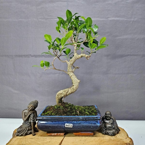 Yorkshire Bonsai Ficus Microcarpa (Banyan Fig) Indoor Bonsai Tree | Shaped | In 20cm Pot