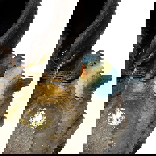 Electric water feature with a textured stone base, flowing water, and a colorful bird figurine perched nearby, enhancing outdoor decor