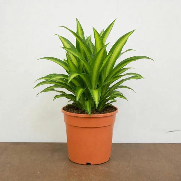 Dracaena Lemon Lime Dragon Tree 17cm Pot – Easy Care Indoor Houseplant