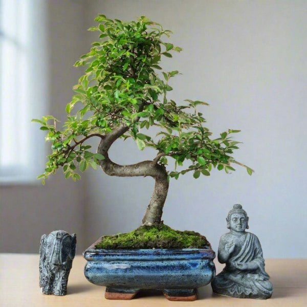 Yorkshire Bonsai Chinese Elm (Ulmus Parvifolia) Bonsai Tree | Shaped | In 15cm Pot