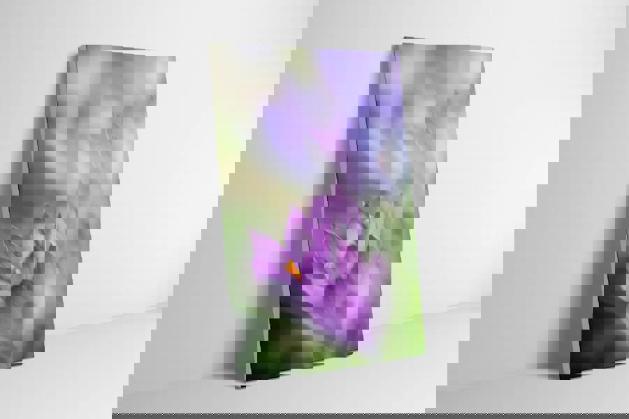 floral canvas print of spring crocus