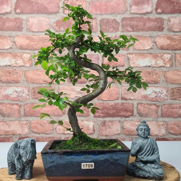 Chinese Elm (Ulmus Parvifolia) Bonsai Tree | Shaped | In 15cm Pot - Yorkshire Bonsai