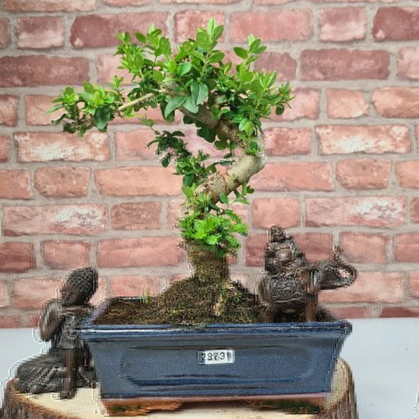 Chinese Privet (Ligustrum Sinense) Bonsai Tree | Shaped | In 20cm Pot - Yorkshire Bonsai