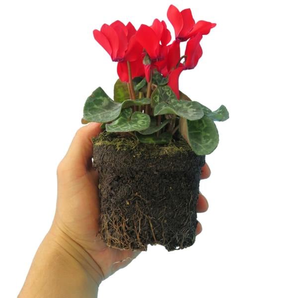 Cyclamen Red 10.5cm Pot Pack of 3 & 6 Flowering Outdoor Plants