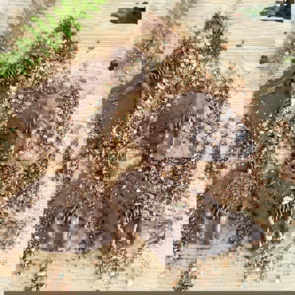 CHOC ON CHOC Chocolate Dinosaur Excavation Kit