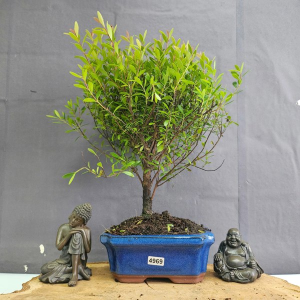 Yorkshire Bonsai Brush Cherry (Syzygium) Bonsai Tree | Broom | In 15cm Pot