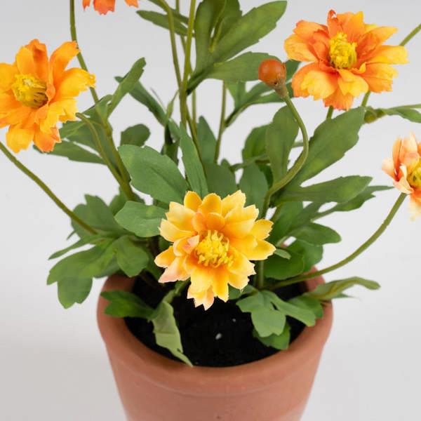 Scottish Everlastings 34cm Pyrethrum Daisy Orange in Terracotta Pot