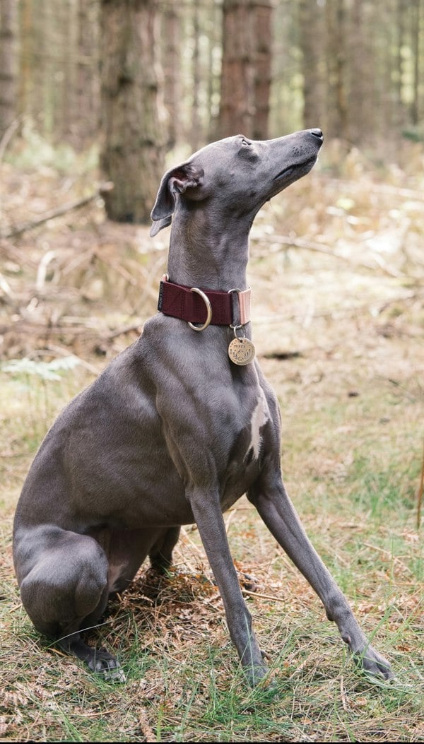 The Dog and Bone Company The Martingale Hound Collar