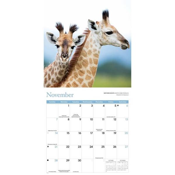 Baby Animals Calendar 2027, Wall Calendars, Month To View, Animals, Gift