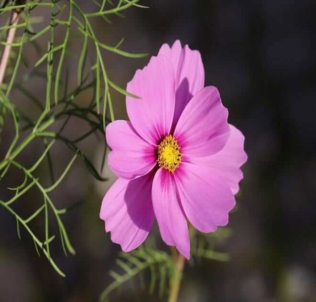 cosmea-Gloria