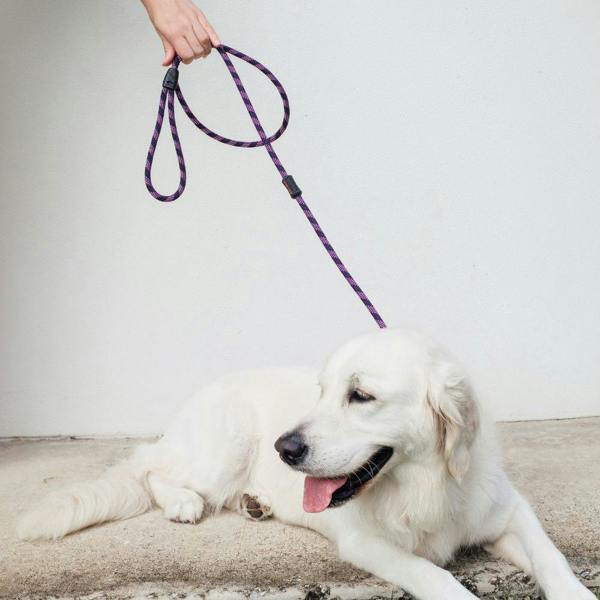 EzyDog Luca Slip Lead in Purple