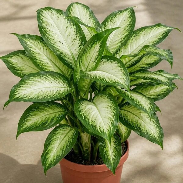 Dieffenbachia Camilla Dumb Cane – Elegant Cream and Green Variegated Indoor Houseplant - Nursery Pot
