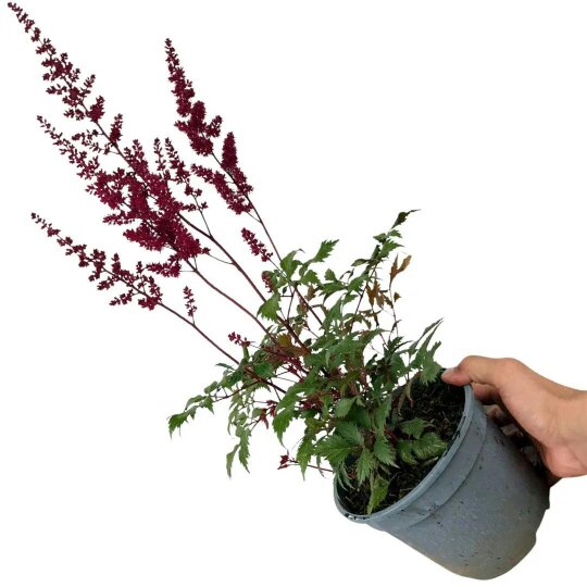 Astilbe Ton Glorie Red 2L Pot – Vibrant Red False Spirea Perennial Plant
