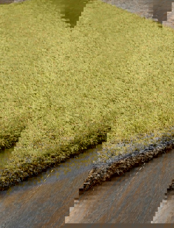 Origins Chicago Olive