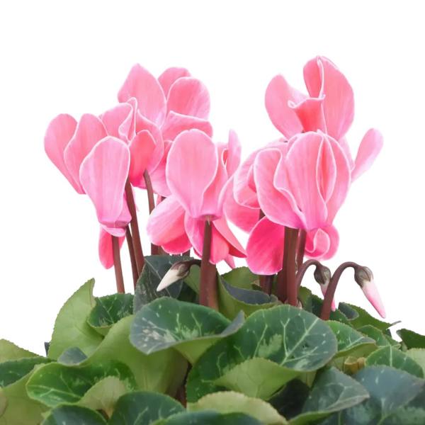 Cyclamen Salmon 10.5cm Pot Pack of 3 & 6 Flowering Outdoor Plants Plants By Post