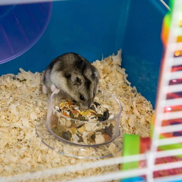 Small hamster eating from a bowl inside a blue multi-tier cage