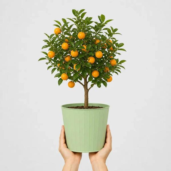 5L Calamondin Tree – Indoor & Outdoor Citrus in Decorative Pot Plants By Post