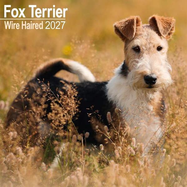 Wire Haired Fox Terrier Calendar 2027, Wall Calendars, Month To View, Dogs, Gift