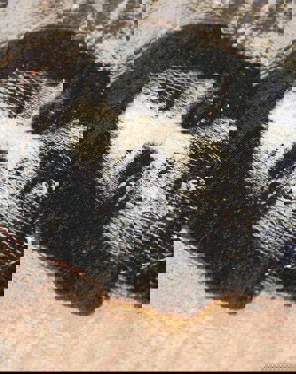 Alice In Chains Mens Black Graphic Print Short Sleeved T-Shirt