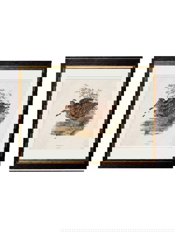 Exceptional Art c.1837's British Game Birds
