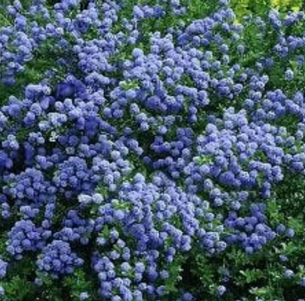 Ceanothus Blue Mound California Lilac Evergreen Shrub Plant 2L Pot
