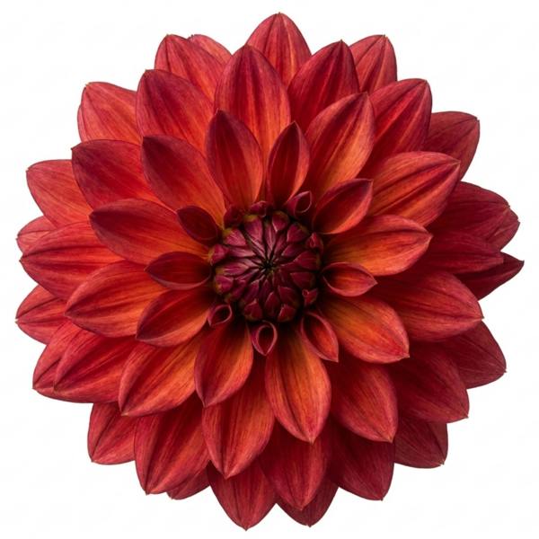 Dahlia Maggiore Fun Pomegranate 3L Deep Red Dahlia