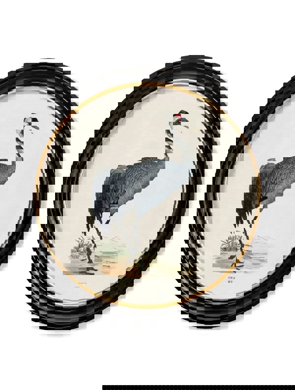 Exceptional Art c.1870 Wading Birds in Round Frames