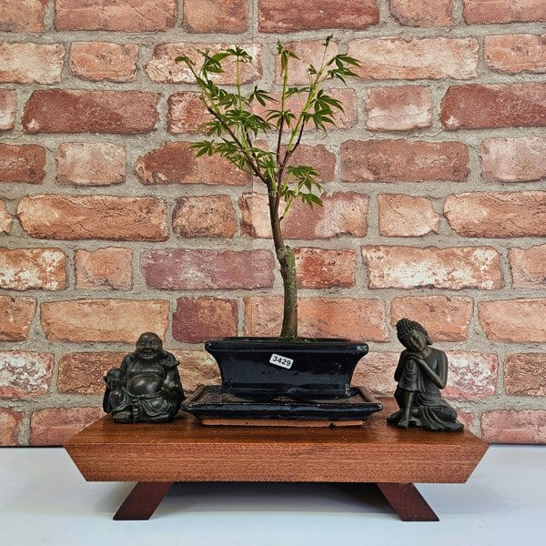 Yorkshire Bonsai Japanese Maple (Acer) Bonsai Tree | Deshojo Informal Upright | In 15cm Pot