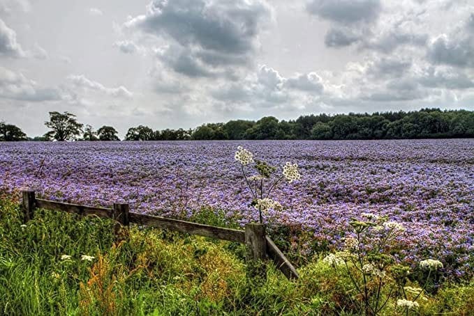 borage seeds organic